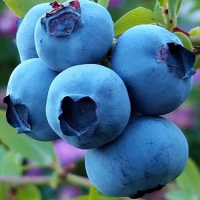 Голубика  Голубика в Хабаровске