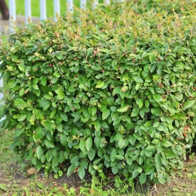 Кизильник блестящий — описание сорта Кизильник блестящий в Хабаровске