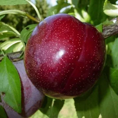 ШАРАФУГА  ШАРАФУГА в Хабаровске