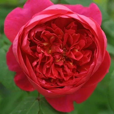 Саженцы роз БЕНДЖАМИН БРИТТЕН шраб  Саженцы роз БЕНДЖАМИН БРИТТЕН шраб в Хабаровске