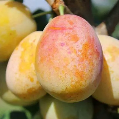 АПРИМИРА  АПРИМИРА в Хабаровске