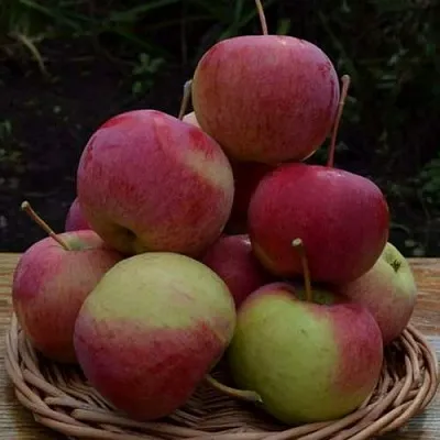 Яблоня РОДНИКОВАЯ  Яблоня РОДНИКОВАЯ в Хабаровске