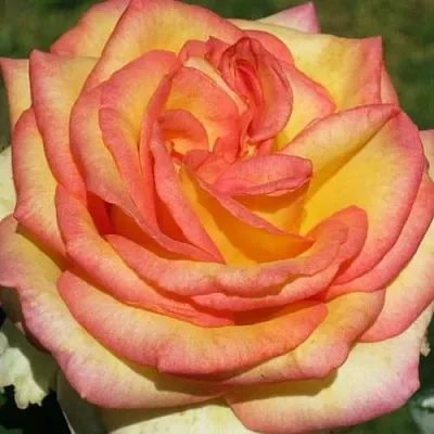 Саженцы роз АМАЗОНКА чайно-гибридная  Саженцы роз АМАЗОНКА чайно-гибридная в Хабаровске