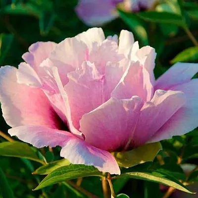 Пион ВРАТА ХРАМА древовидный   Пион ВРАТА ХРАМА древовидный  в Хабаровске