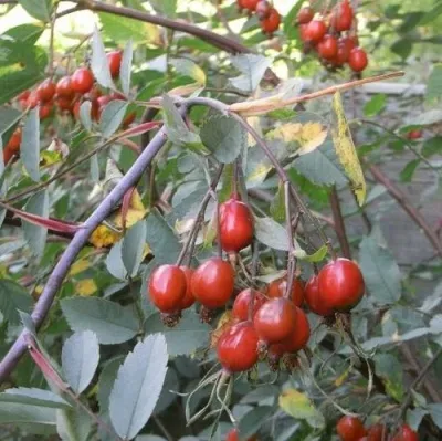 Саженцы роз сизая — описание сорта Саженцы роз сизая в Хабаровске