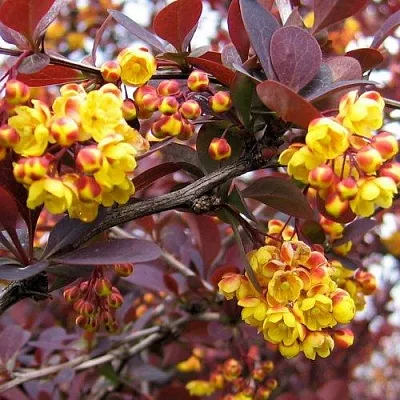 Барбарис СУПЕРБА оттавский   Барбарис СУПЕРБА оттавский  в Хабаровске