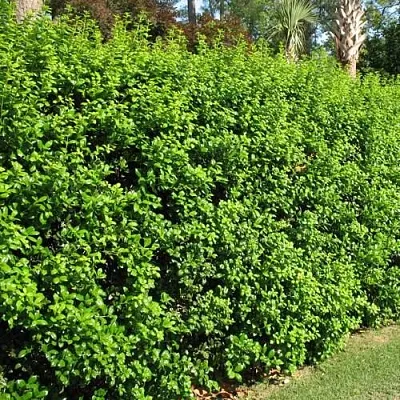 Живая изгородь  Живая изгородь в Хабаровске