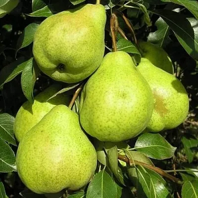 Груша АВГУСТОВСКАЯ РОСА в Хабаровске