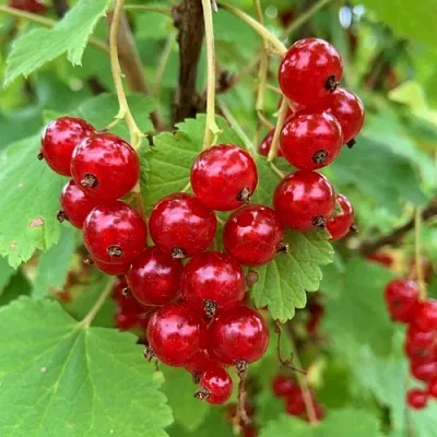 Смородина красная МААРСЕС ПРОМИНЕНТ  Смородина красная МААРСЕС ПРОМИНЕНТ в Хабаровске