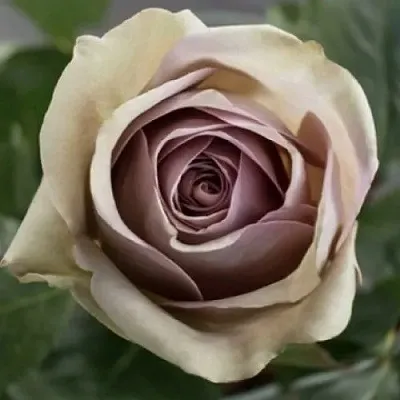 Саженцы роз АМНЕЗИЯ чайно-гибридная  Саженцы роз АМНЕЗИЯ чайно-гибридная в Хабаровске