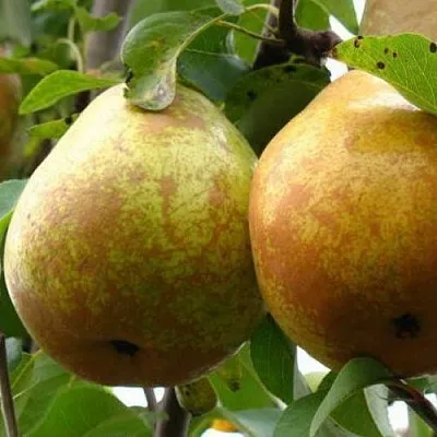 Груша БЕЛОРУСКА в Хабаровске