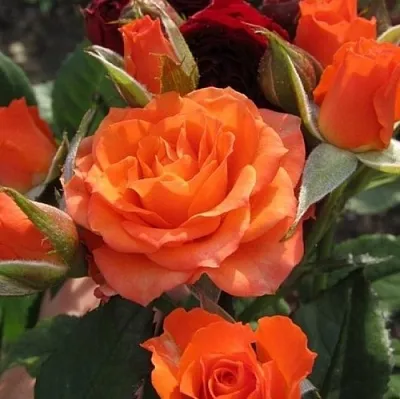 Саженцы роз АЛЕГРИЯ спрей  Саженцы роз АЛЕГРИЯ спрей в Хабаровске