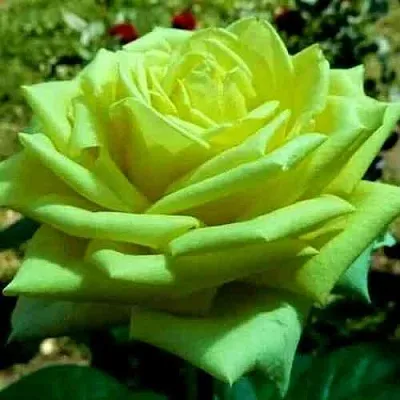 Саженцы роз АМАНДИНА чайно-гибридная  Саженцы роз АМАНДИНА чайно-гибридная в Хабаровске