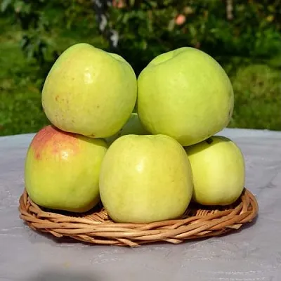 Яблоня БИРСКОЕ ГРУШЕВОЕ (БИЧИК)  Яблоня БИРСКОЕ ГРУШЕВОЕ (БИЧИК) в Хабаровске