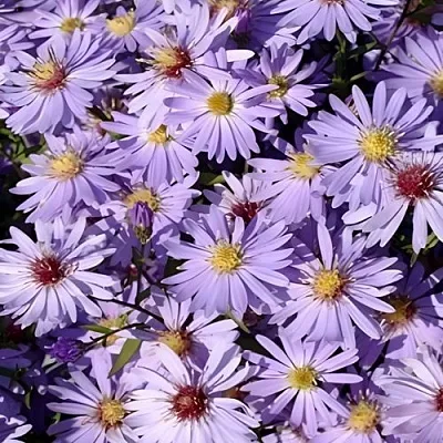 Астра БЛЮ ХЕВЕН сердцелистная в Хабаровске