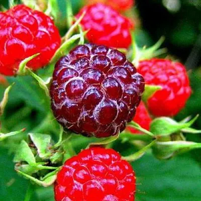 Княженика  Княженика в Хабаровске