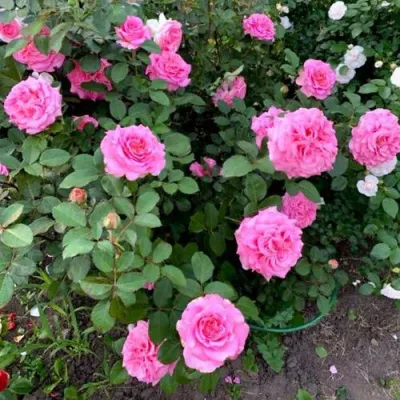 Саженцы роз ЭШЛИ чайно-гибридная — описание сорта Саженцы роз ЭШЛИ чайно-гибридная в Хабаровске