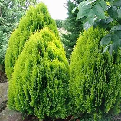 Туя восточная в Хабаровске