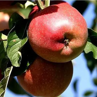 Яблоня АНТЕЙ КИЕВСКИЙ колонновидная  Яблоня АНТЕЙ КИЕВСКИЙ колонновидная в Хабаровске