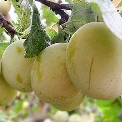 Слива УТРО  Слива УТРО в Хабаровске