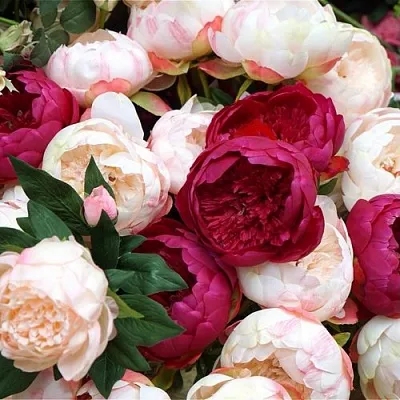 Пионы  Пионы в Хабаровске