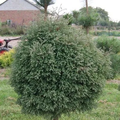 Туя вересковидная в Хабаровске