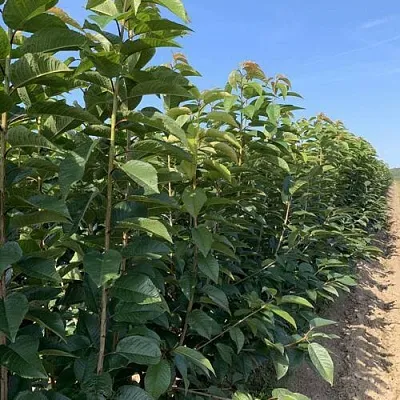 Саженцы оптом  Саженцы оптом в Хабаровске