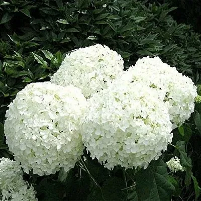 Гортензия АННАБЕЛЬ древовидная  Гортензия АННАБЕЛЬ древовидная в Хабаровске