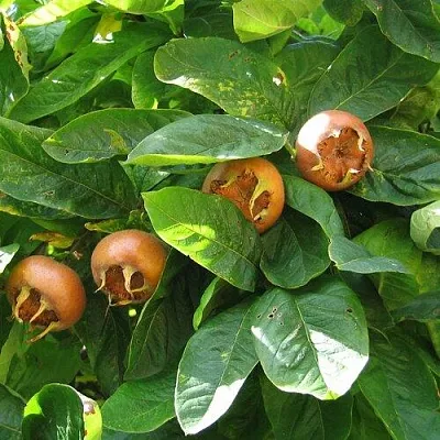 Экзотические растения  Экзотические растения в Хабаровске