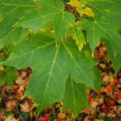 Клен сахарный  Клен сахарный в Хабаровске