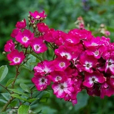 Саженцы роз МАРДЖОРИ ФЕЙР полиантовая  Саженцы роз МАРДЖОРИ ФЕЙР полиантовая в Хабаровске