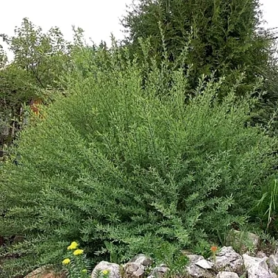 Ива НАНА  пурпурная  в Хабаровске