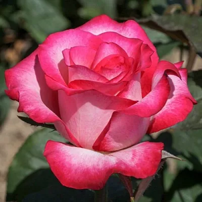 Саженцы роз ХАЙЛЕНДЕР чайно-гибридная  Саженцы роз ХАЙЛЕНДЕР чайно-гибридная в Хабаровске