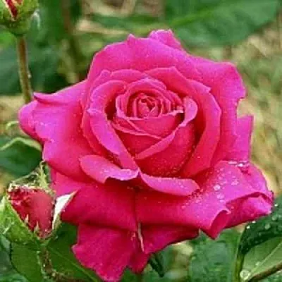 Саженцы роз ШАКИРА чайно-гибридная  Саженцы роз ШАКИРА чайно-гибридная в Хабаровске