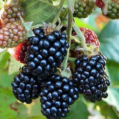 Ежевика ОУАЧИТА бесшипная — описание сорта Ежевика ОУАЧИТА бесшипная в Хабаровске