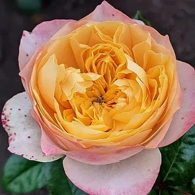 Саженцы роз ГОЛДЕН ВУВУЗЕЛА чайно-гибридная  Саженцы роз ГОЛДЕН ВУВУЗЕЛА чайно-гибридная в Хабаровске