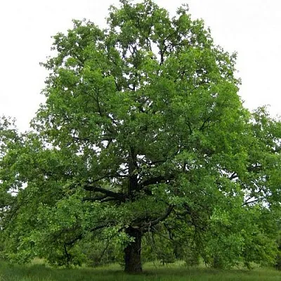 Дуб черешчатый   Дуб черешчатый  в Хабаровске