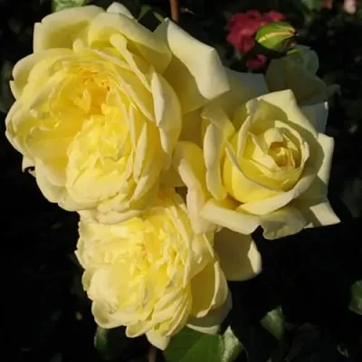 Саженцы роз КАЗИНО плетистая  Саженцы роз КАЗИНО плетистая в Хабаровске