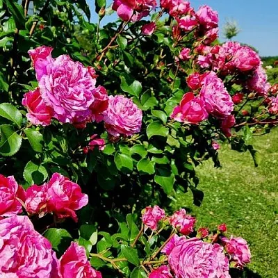 Саженцы роз ИНЕС САСТР плетистая  Саженцы роз ИНЕС САСТР плетистая в Хабаровске