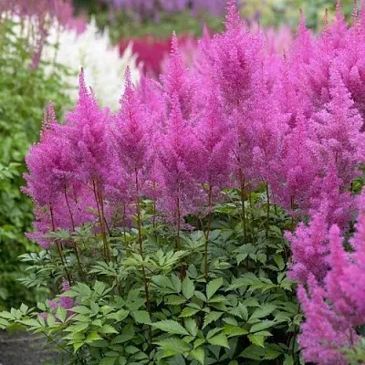 Астильба АМЕТИСТ Арендса в Хабаровске