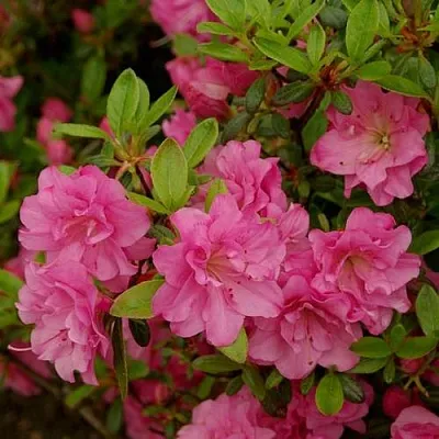 Азалия РОЗИНЕТТА японская в Хабаровске