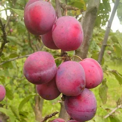 Слива ЭДИНБУРГСКАЯ  Слива ЭДИНБУРГСКАЯ в Хабаровске