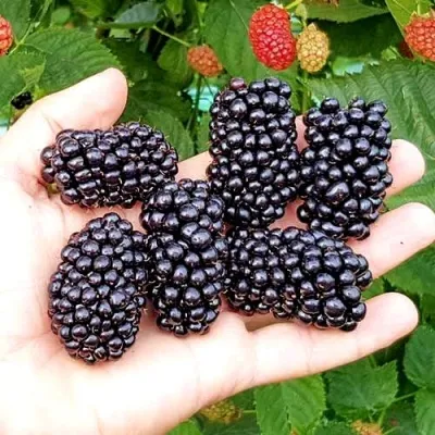 Ежевика ОУАЧИТА бесшипная — описание сорта Ежевика ОУАЧИТА бесшипная в Хабаровске