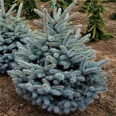 Ель МИСТИ БЛЮ голубая в Хабаровске