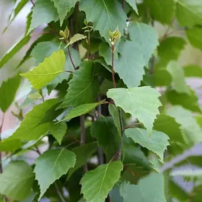 Береза ФАСТИГИАТА повислая   Береза ФАСТИГИАТА повислая  в Хабаровске