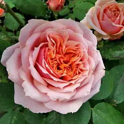 Саженцы роз ПОЛЬ БОКЮЗ шраб  Саженцы роз ПОЛЬ БОКЮЗ шраб в Хабаровске