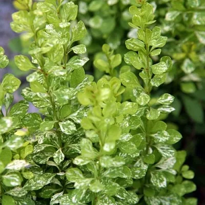 Барбарис ПАУ ВАУ тунберга  Барбарис ПАУ ВАУ тунберга в Хабаровске