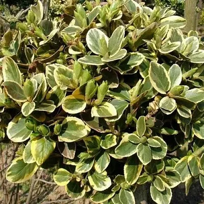 Бересклет КАНАДЕЙЛ ГОЛД   Бересклет КАНАДЕЙЛ ГОЛД  в Хабаровске