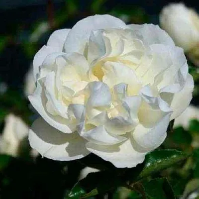 Саженцы роз ВАЙТ МЕЙДИЛАНД почвопокровная  Саженцы роз ВАЙТ МЕЙДИЛАНД почвопокровная в Хабаровске