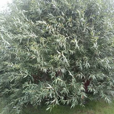 Ива СЕРЕБРИСТАЯ в Хабаровске